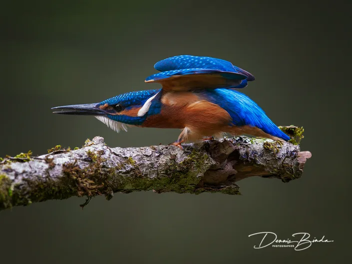 IJsvogel - Common kingfisher - Alcedo atthis