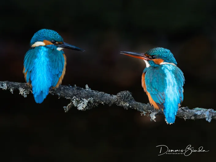 IJsvogel - Common kingfisher - Alcedo atthis