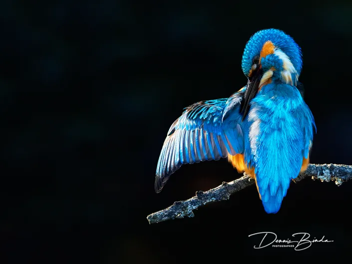 IJsvogel - Common kingfisher - Alcedo atthis