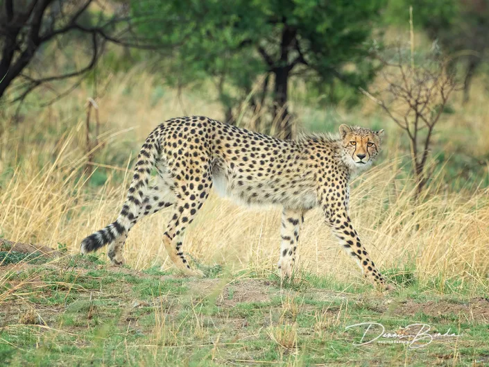 Jachtluipaard - Cheetah - Acinonyx jubatus