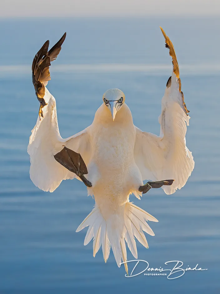 Jan-van-Gent - Northern Gannet - Morus bassanus