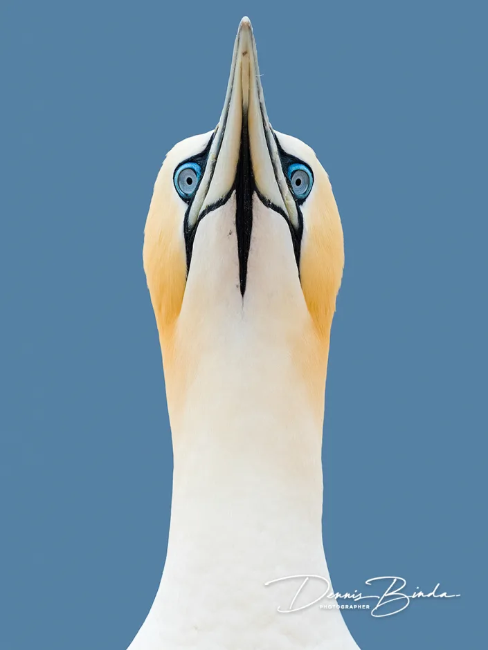 Jan-van-Gent - Northern Gannet - Morus bassanus