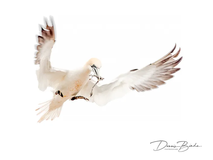 Jan-van-Gent - Northern Gannet - Morus bassanus