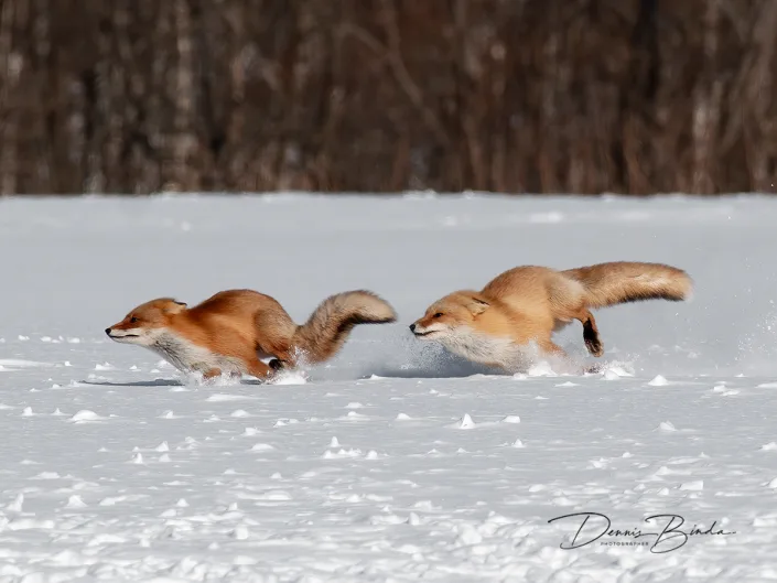 Japanse vos - Red fox - Vulpes jvulpes aponica