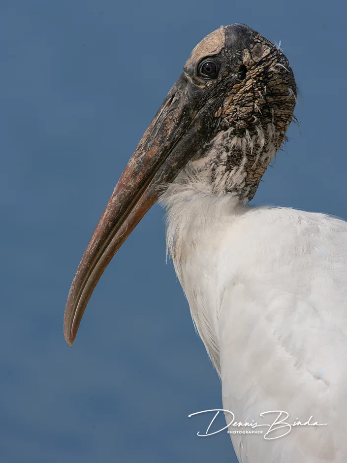 Kaalkopooievaar - Wood Stork - Mycteria americana