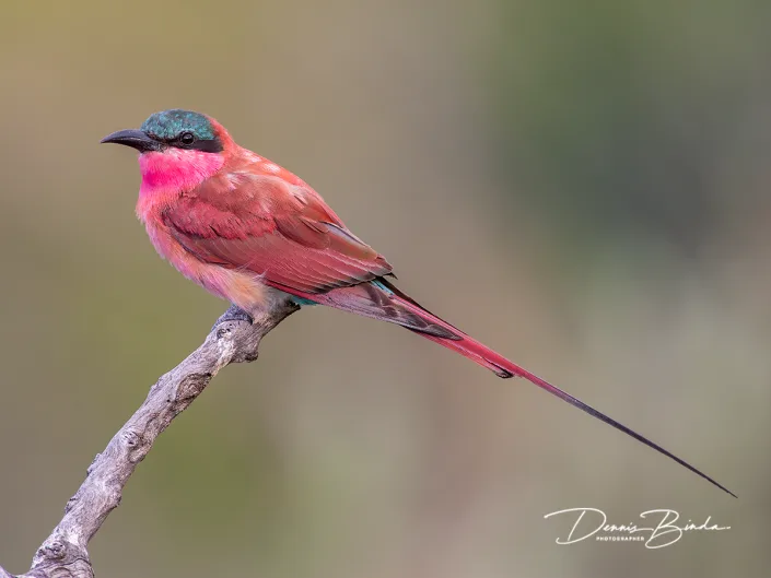 Karmijnrode Bijeneter - Southern Carmine Bee-eater - Merops nubicoides