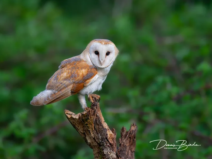 Kerkuil - Barn owl - Tyto alba