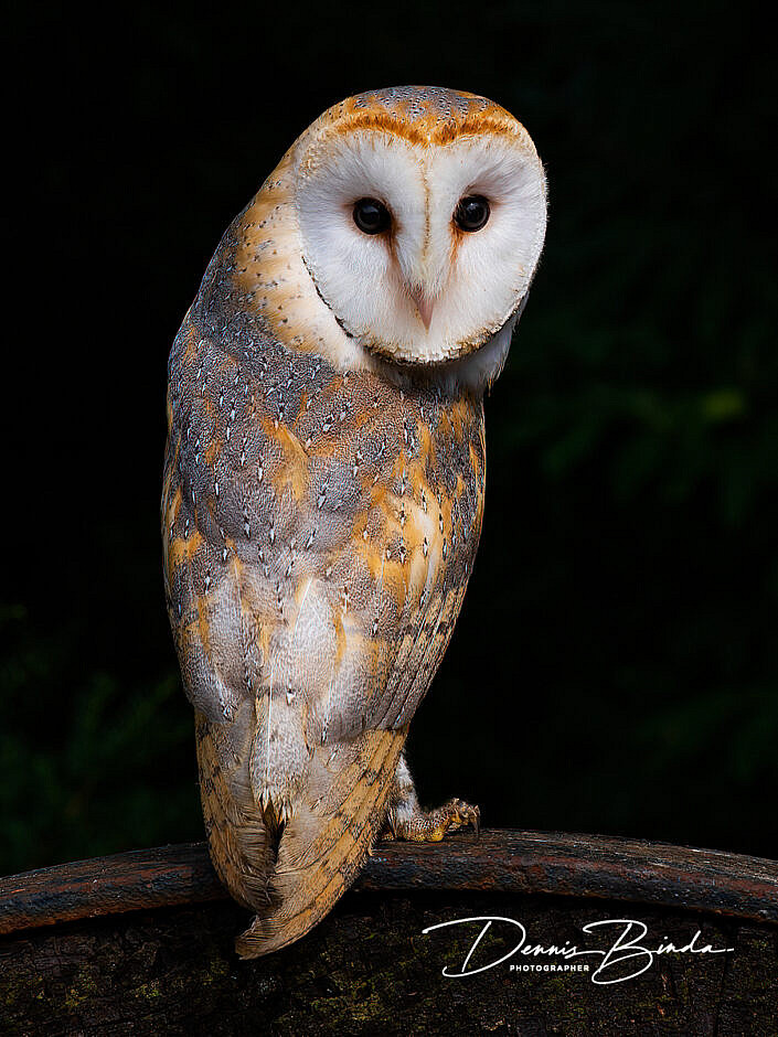 Kerkuil - Barn owl - Tyto alba