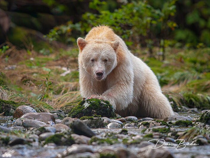 Kermodebeer (Spirit Bear) - Kermode Bear - Ursus americanus kermodei