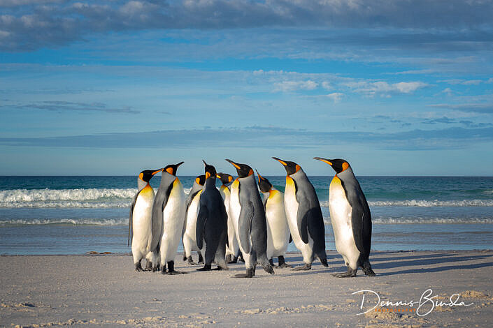 Koningspinguïn - King Penguin - Aptenodytes patagonicus