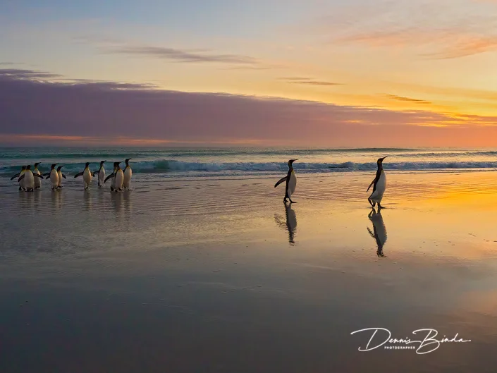 Koningspinguïn - King Penguin - Aptenodytes patagonicus