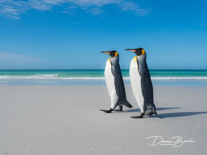 Koningspinguïn - King Penguin - Aptenodytes patagonicus
