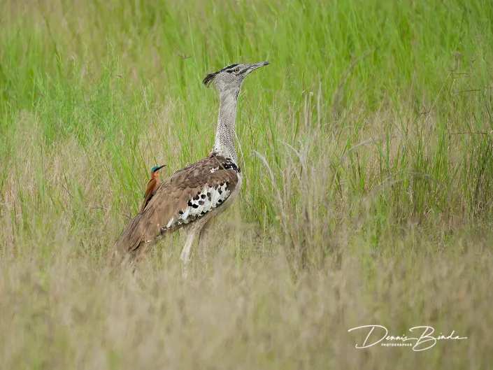 Kori Bustard - Koritrap - Ardeotis kori