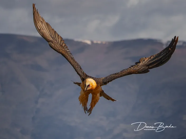 Lammergier - Lammergeier - Gypaetus barbatus