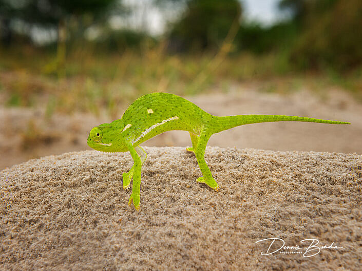 Lappenkameleon - Flap-neck chameleon - Chamaeleo dilepis
