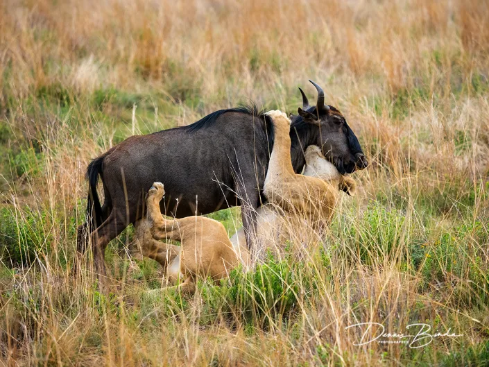 Leeuw - African lion - Panthera leo