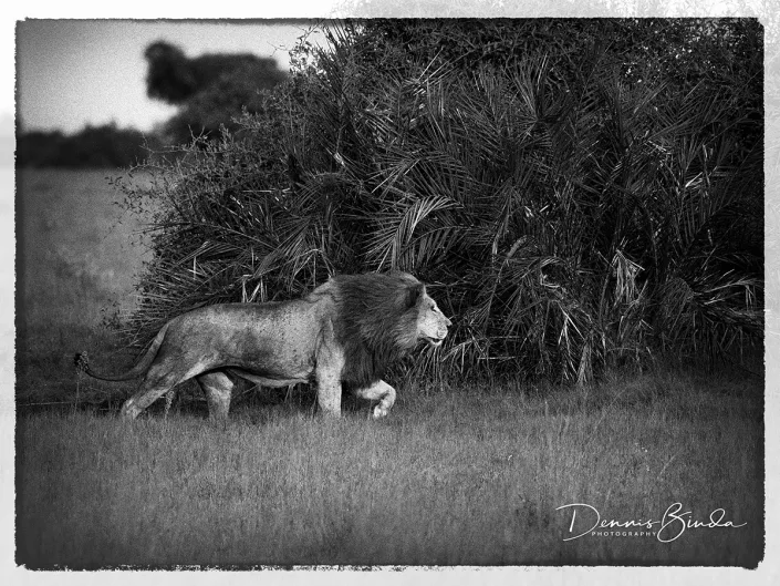 Leeuw - African lion - Panthera leo