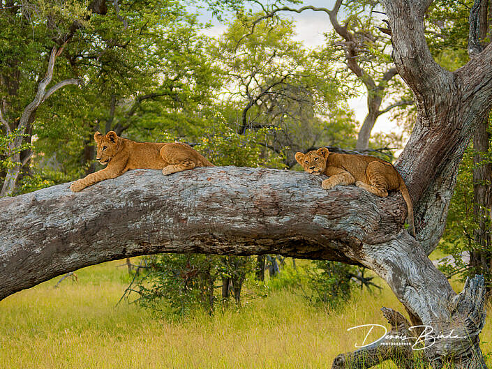 Leeuw - African lion - Panthera leo