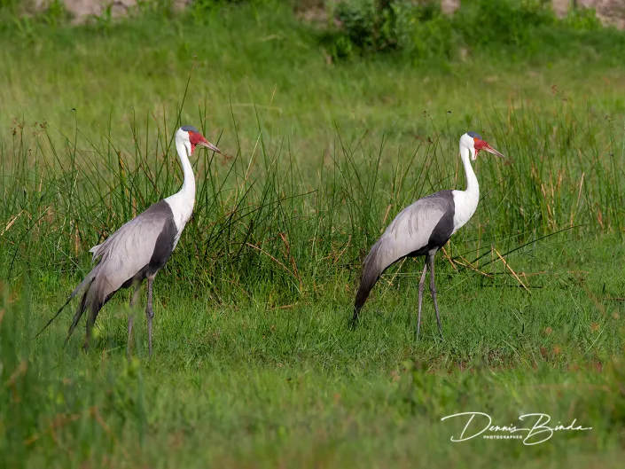 Lelkraanvogel - Wattled Crane - Grus carunculata