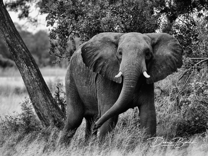 Olifant - African bush elephant - Loxodonta africana