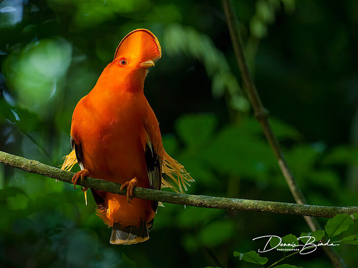 Oranje rotshaan - Guianan Cock-of-the-rock - Rupicola rupicola