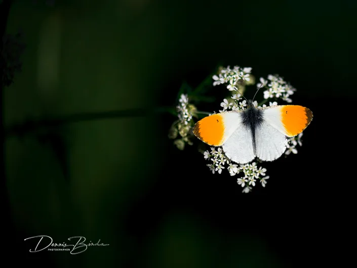 Oranjetipje - Orange Tip - Anthocharis cardamines