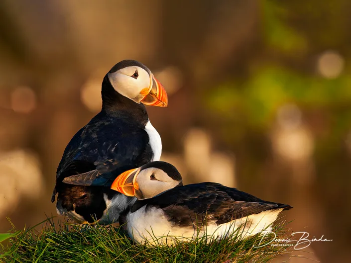 Papegaaiduiker - Atlantic puffin - Fratercula arctica
