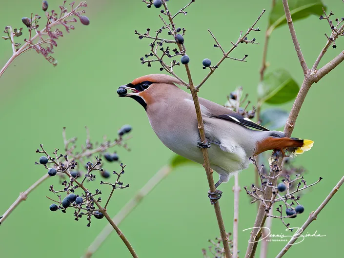 Pestvogel - Bohemian Waxwing - Bombycilla garrulus