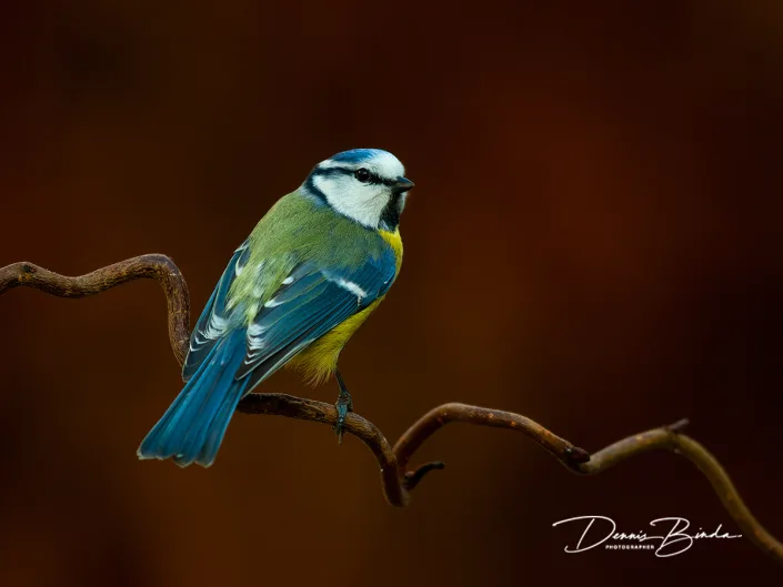 Pimpelmees - Eurasian Blue Tit- Cyanistes caeruleus