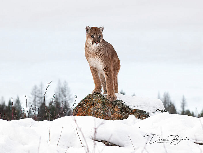 Poema - Cougar - Puma concolor