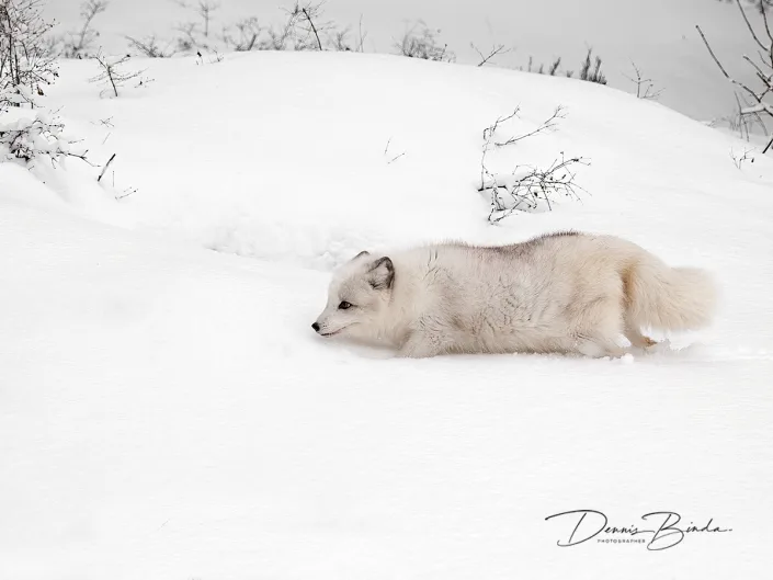 Poolvos - Arctic Fox - Vulpes lagopus