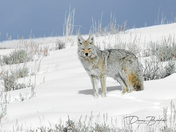 Prairiewolf - Coyote - Canis latrans