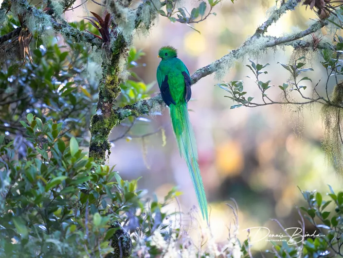 Resplendent quetzal - Pharomachrus mocinno