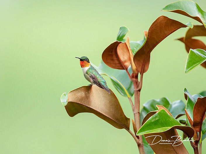 Robijnkeelkolibrie - Ruby-throated Hummingbird - Archilochus colubris