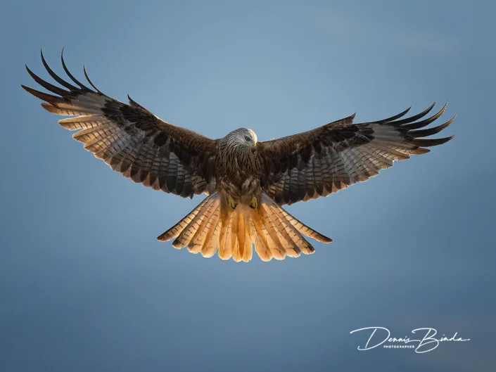 Rode Wouw - Red Kite - Milvus milvus