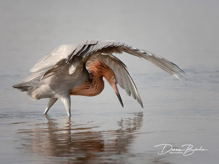 Roodhalsreiger - Reddish Egret - Egretta rufescens