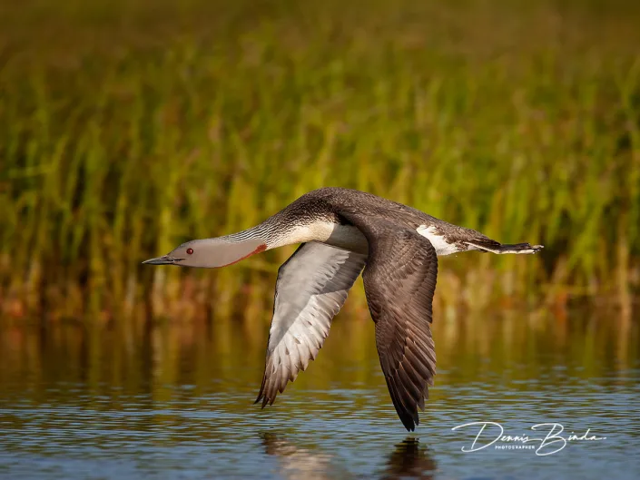Roodkeelduiker - Red-throated Loon - Gavia stellata