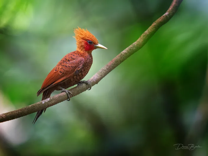 Roodkeelspecht - Cinnamon woodpecker - Celeus loricatus