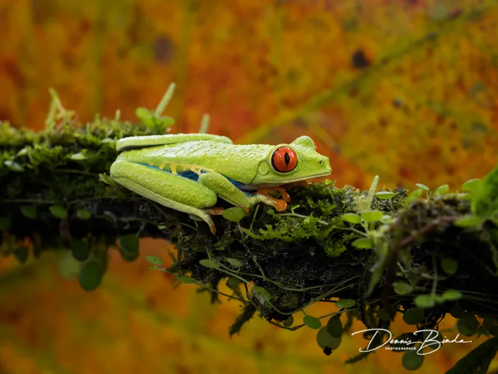 Roodoogmakikikker - Red-eyed Tree Frog - Agalychnis callidryas