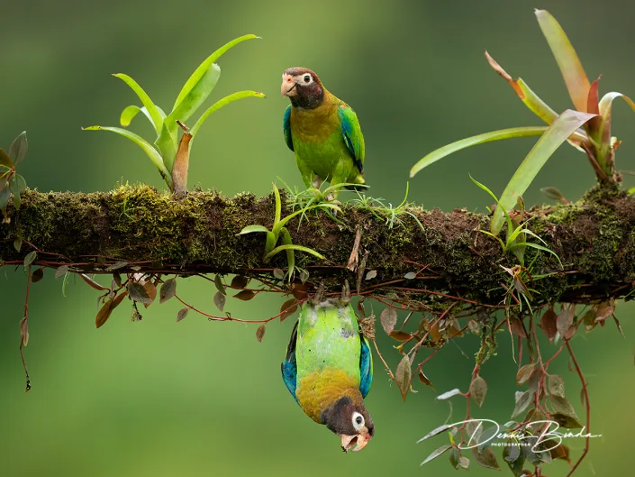 Roodoorpapegaai - Brown-hooded parrot - Pyrilia haematotis