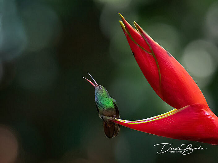 Roodstaartamazilia - Rufous-tailed hummingbird - Amazilia tzacatl