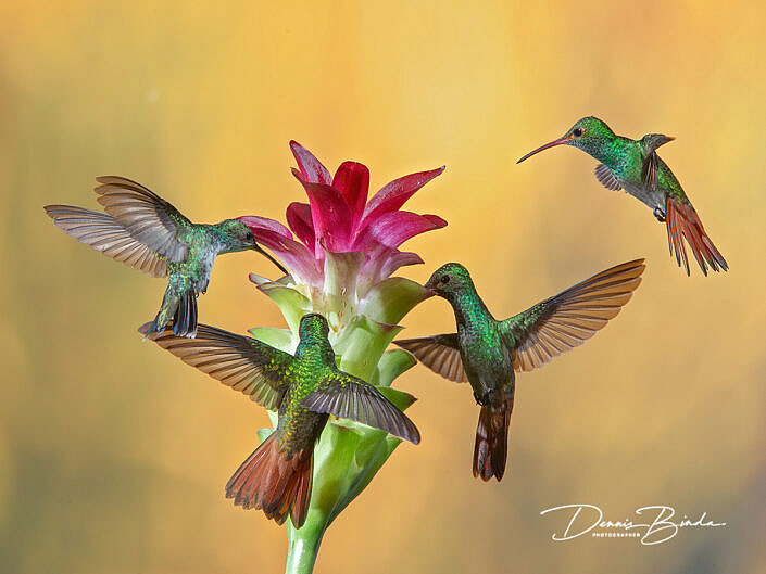 Roodstaartamazilias - Rufous-tailed-hummingbirds - Amazilia-tzacatl