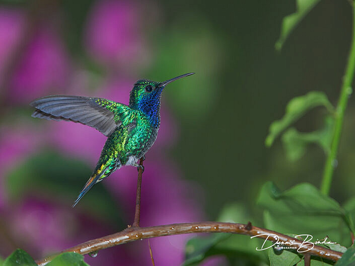Saffierkeelkolibrie - Sapphire-throated hummingbird - Lepidopyga coeruleogularis;