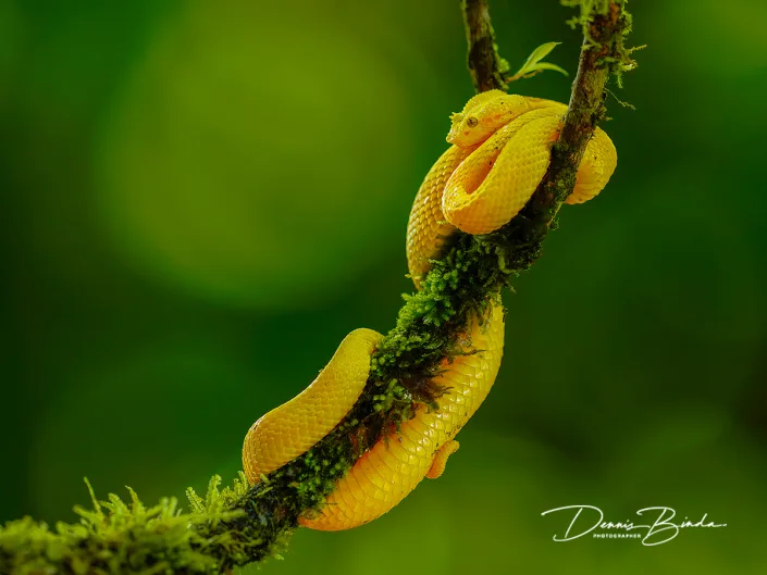 Schlegels groefkopadder - Eyelash Viper - Bothriechis schlegelii
