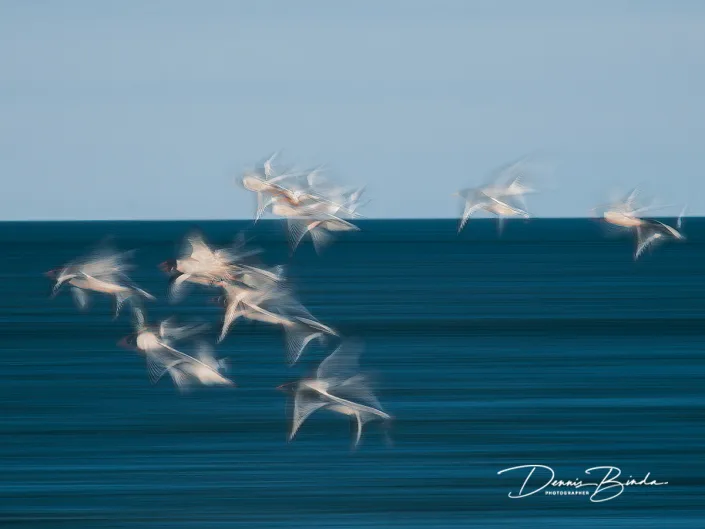 Scholeksters - Oystercatchers- Haematopus ostralegus