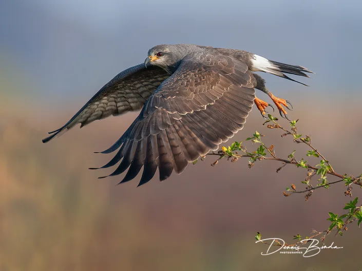 Slakkenwouw - Snail Kite - Rostrhamus sociabilis