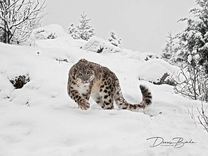 Sneeuwpanter - Snow Leopard - Uncia uncia