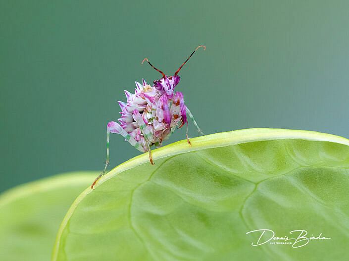Spiny Flower Mantis - Pseudocreobotra wahlbergii