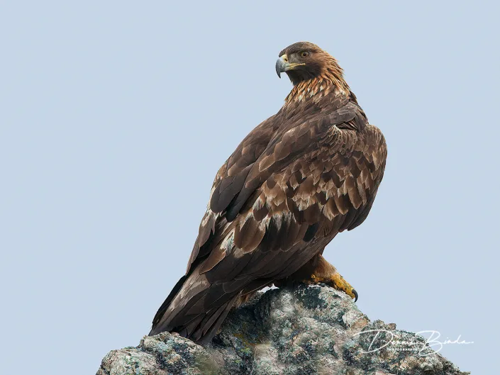 Steenarend - Golden Eagle - Aguila chryseatos