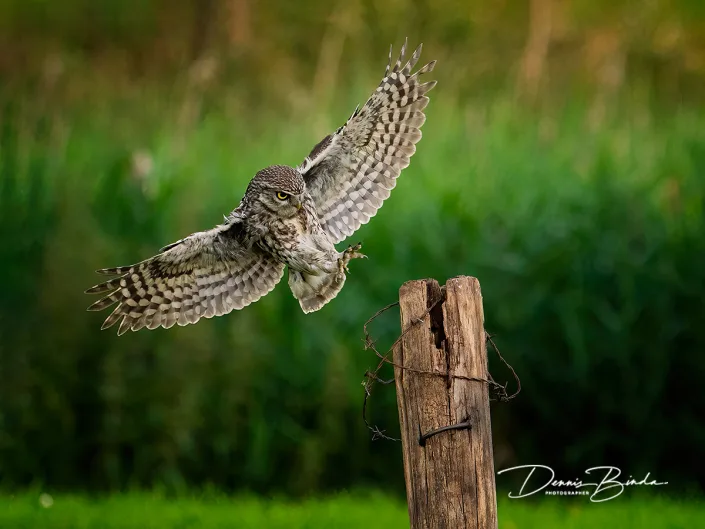 Steenuil - Little owl - Athene noctua